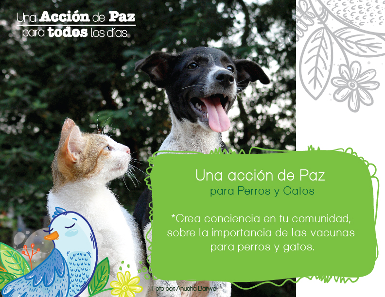 Acción de Paz_mayo-01