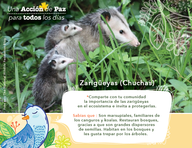 Acción de paz_junio-01